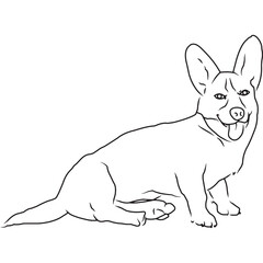 Cardigan Welsh Corgi Dog, Hand Sketched Vector Drawing