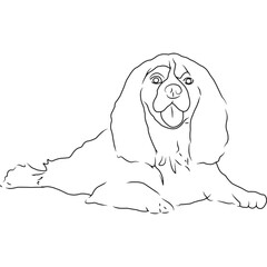 Cavalier King Charles Spaniel Dog, Hand Sketched Vector Drawing