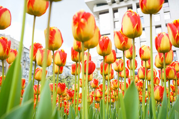 Yellow red blooming tulips in flower bed. Floral background.