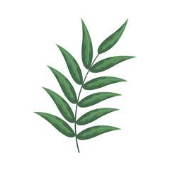 branch with big leaves