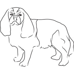 Cavalier King Charles Spaniel Dog, Hand Sketched Vector Drawing