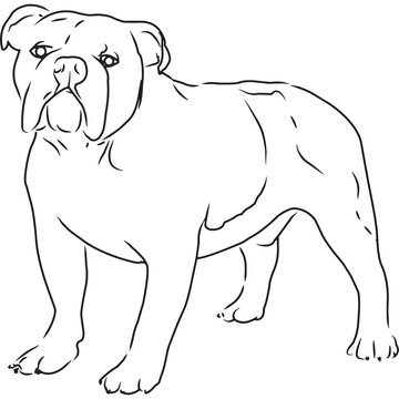 Bull Dog Dog, Hand Sketched Vector Drawing