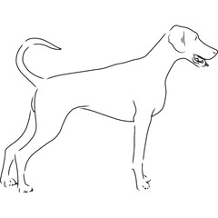 Doberman Dog, Hand Sketched Vector Drawing
