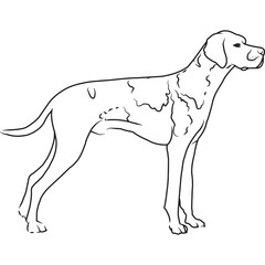 German Shorthaired Pointer Dog, Hand Sketched Vector Drawing