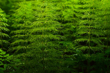 horsetail with dew drops in the shade of the forest, background, screensaver