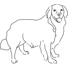 Golden Retriever Dog, Hand Sketched Vector Drawing