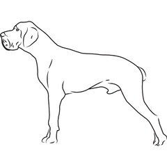 Great Dane Dog, Hand Sketched Vector Drawing
