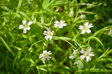 Close-up of delicate little white flowers in the field. Flowers cerastium outdoors. Natural background.