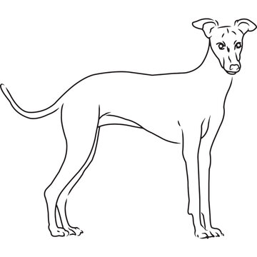 Greyhound Dog, Hand Sketched Vector Drawing
