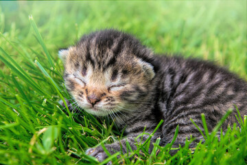 Naklejka na ściany i meble Little tabby baby kittens in a green garden