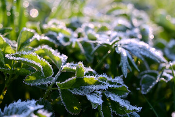 Morning frosts in early spring and frozen green grass in frost. Close-up of selective focus