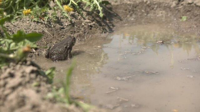 Cane toad in puddle jumping in slow motion