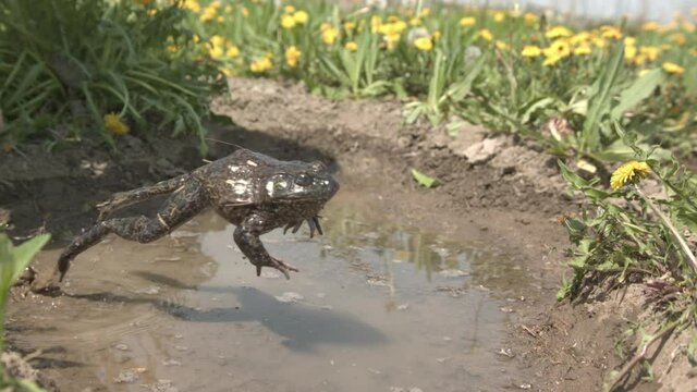 Bullfrog jumping in extreme slow motion