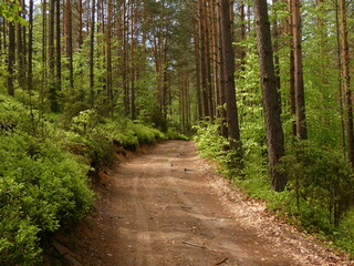 Fototapeta na wymiar Forest road in mixed forest in late spring, Wdzydze Landscape Park, Pomeranian Province, Poland