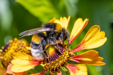 A bumble-bee collecting pollen in a flower. A humble-bee working on a garden flower.