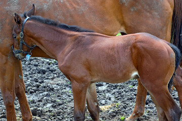 horse and foal in farm