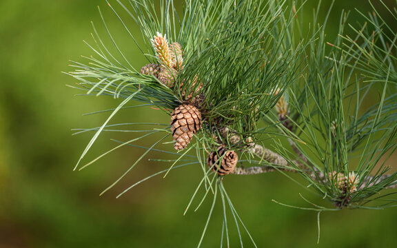 Blooming pine cones on branches isolated on a smooth green bokeh background.