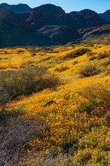 A heavy carpet of yellow Mexican poppies in a good year in the Franklin Mountains of El Paso, Texas.  © Dale