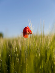 Lonely red poppy in the field,blue sky against green grass