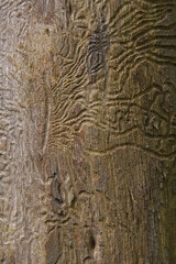 The tree was eaten by a tree beetle. tree was eaten by bark beetle