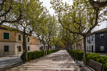 Fototapeta na wymiar empty alley with trees in a small spanish town on a spring day