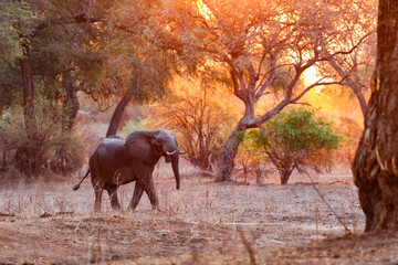 Elephant bull searching for food at the end of the dry season at sunset in the riverfront area of Mana Pools National Park in Zimbabwe