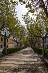 empty alley with trees in a small spanish town on a spring day