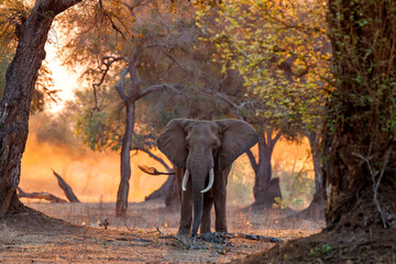 Fototapeta na wymiar Elephant bull searching for food at the end of the dry season at sunset in the riverfront area of Mana Pools National Park in Zimbabwe