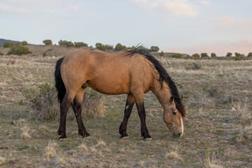 Wild Horse Stallion in the Utah Desert
