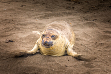 A young sea lion with peeling skin on a sandy beach in California