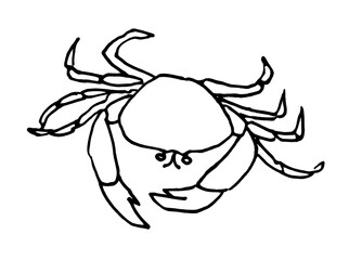 Hand drawn crab sketch illustration. Outline doodle cartoon.