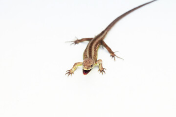 Fototapeta premium Zawitała do ogrodu, grzecznie pozowała i poszła dalej w świat.