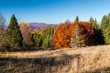 Fototapeta premium The Bieszczady color palette, a real autumn in the Bieszczady Mountains, Wołosate