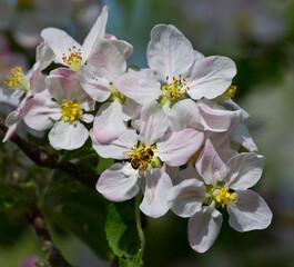 Bee collects nectar and pollen from apple blossoms.
This is the honey harvest that only supports the life of the insect colony.
