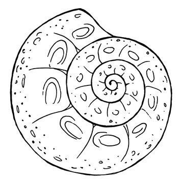 Seashell, Tropical Mollusk. Hand Drawn. Line art. Monochrome print for printing on  paper, wallpaper, fabric