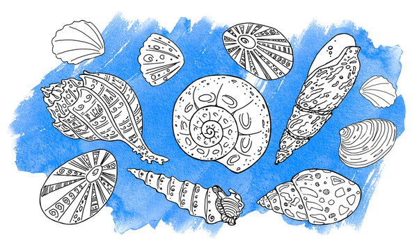 Hand drawn Sea Shells Set with Blue Watercolor Background. Line Art and Watercolor Spot