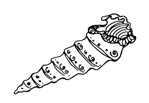 Spiral Seashell, Tropical Mollusk. Hand Drawn. Line art. Monochrome print for printing on  paper, wallpaper, fabric, print