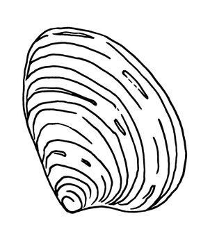 Sea shell,. Hand Drawn. Line art. Monochrome illustration