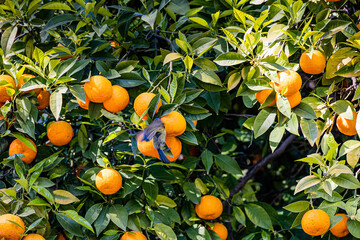 manaryn tree with orange fruits against the background of herb leaves with a blue tit bird