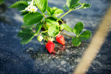 Fresh organic strawberries in the orchard