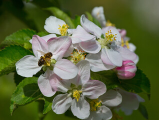 Bee collects nectar and pollen from apple blossoms.
This is the honey harvest that only supports the life of the insect colony.
