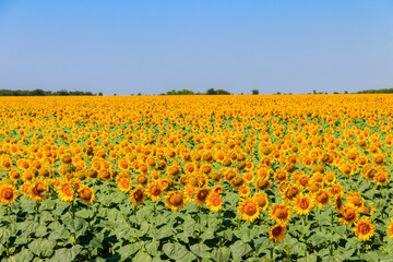 View of beautiful sunflower field at summer