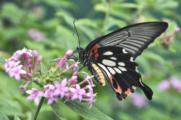 Female form of Common Mormon Butterfly (Papilio polytes) feeding on nectar from pink blossoms of Latana flower. This colorful butterfly is widely distributed across Asia. - Powered by Adobe