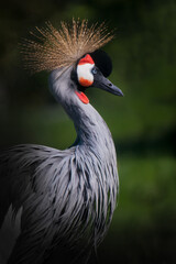 Proud arrogant bird crowned crane with a feather crown on a dark green - 436105167