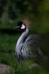 Fototapeta premium Curved neck of a crowned crane on a dark green background African bird profile