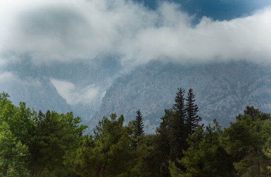 High mountains and green pine forest in the afternoon in summer