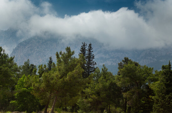 High mountains and green pine forest in the afternoon in summer