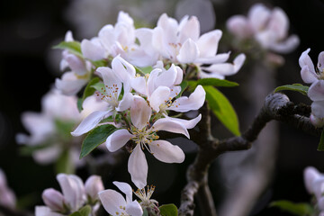 Apple blossoms on a branch in spring, close up