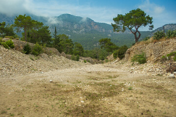 High mountains and green pine forest in the afternoon in summer