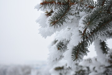 Branches Covered in Frost